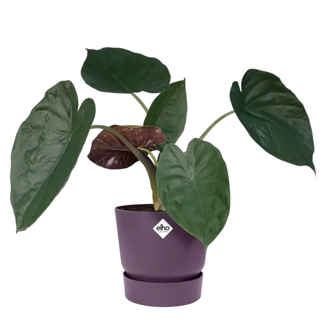 Pot greenville d47cm vintage pruim sfeer, Elho, tuincentrumoutlet.com