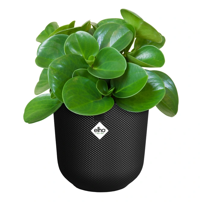 Pot jazz d14cm living black met plant, Elho, tuincentrumoutlet.com