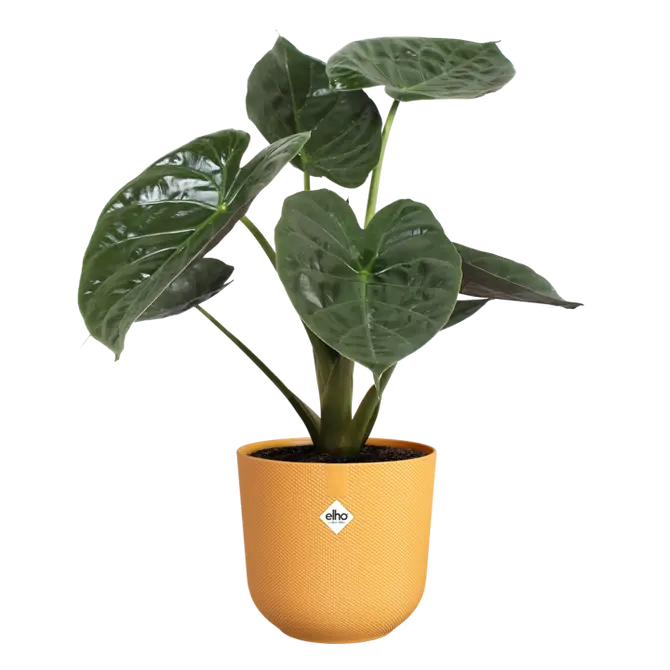Pot jazz d30cm amber geel sfeer, Elho, tuincentrumoutlet