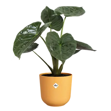 Pot jazz d30cm amber geel sfeer, Elho, tuincentrumoutlet