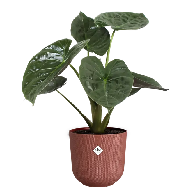 Pot jazz d35cm toscaans rood met plant, Elho, tuincentrumoutlet.com