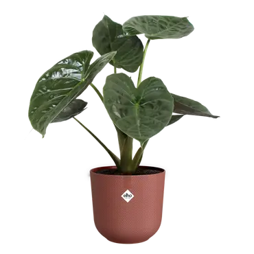 Pot jazz d35cm toscaans rood met plant, Elho, tuincentrumoutlet.com