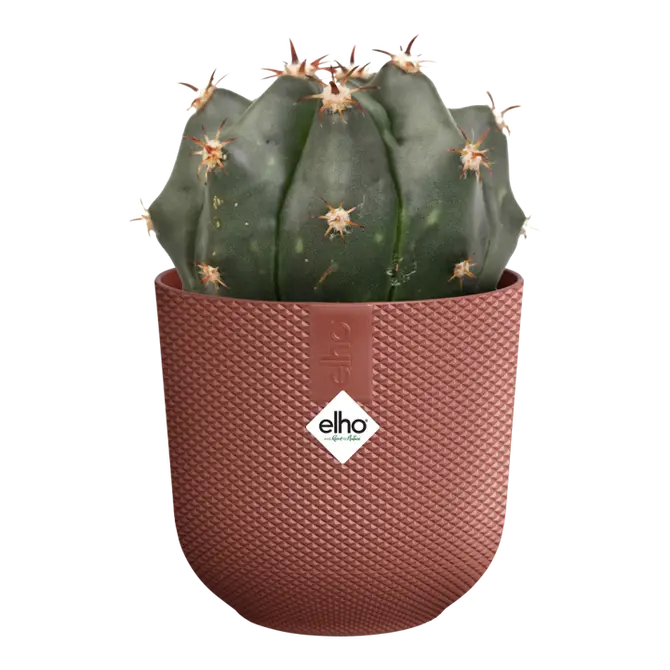 Pot jazz mini d11cm toscaans rood met plant, Elho, tuincentrumoutlet.com