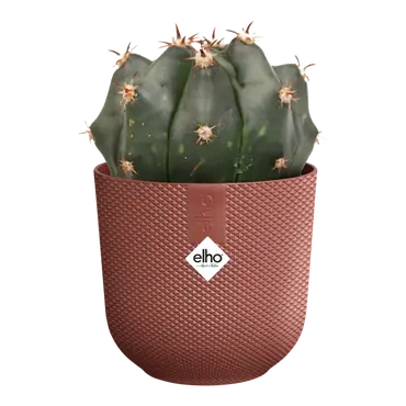 Pot jazz mini d11cm toscaans rood met plant, Elho, tuincentrumoutlet.com