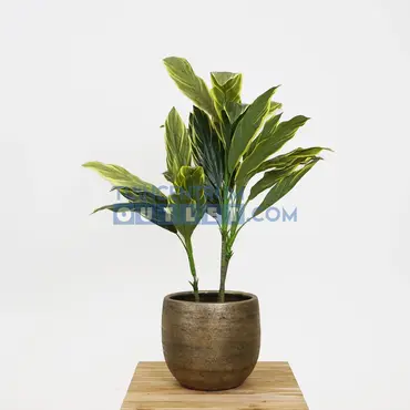 Pot mira d34h31cm goud sfeer, Floran, tuincentrumoutlet