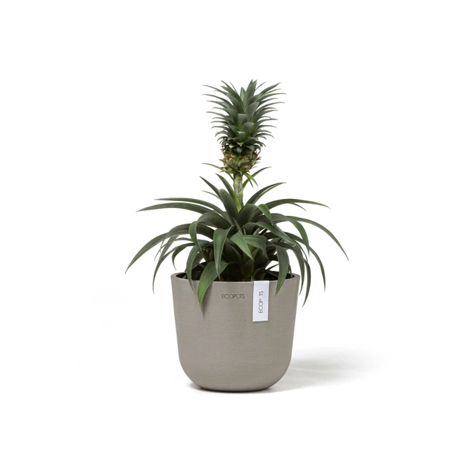 Pot oslo d16cm taupe met plant, Ecopots, tuincentrumoutlet.com