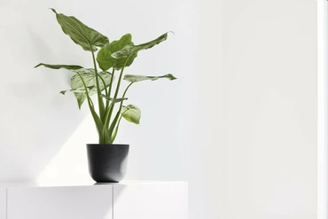 Pot oslo d16h13.7cm donkergrijs sfeerfoto, Ecopots, tuincentrumoutlet.com