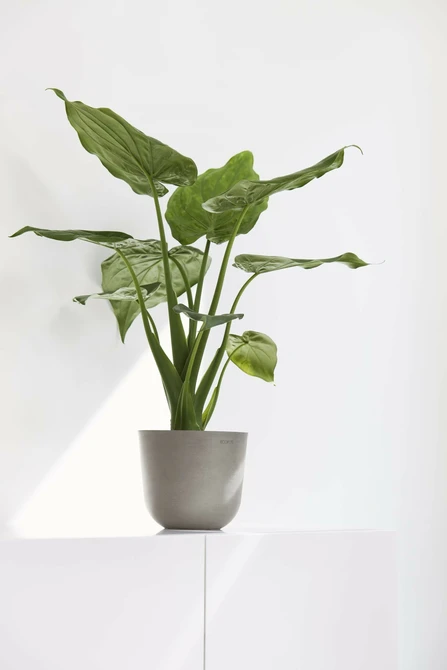Pot oslo d19h16.5cm taupe sfeerbeeld, Ecopots, tuincentrumoutlet.com