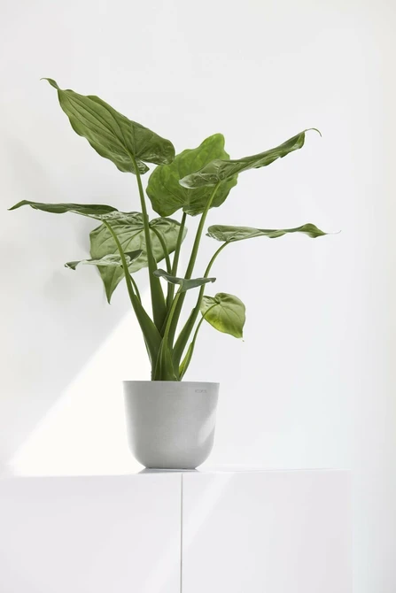 Pot oslo mini d19cm wit grijs, Ecopots, Tuincentrumoutlet