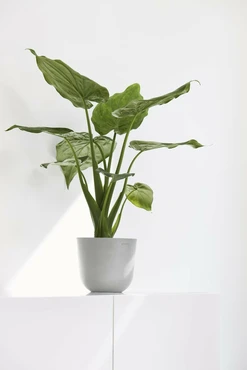 Pot oslo mini d19cm wit grijs, Ecopots, Tuincentrumoutlet