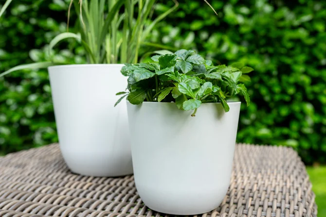 Pot palermo d17h15cm wit sfeerfoto, Ter Steege, tuincentrumoutlet