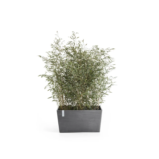 Pot paris l60cm d. grijs met plant, Ecopots, tuincentrumoutlet.com