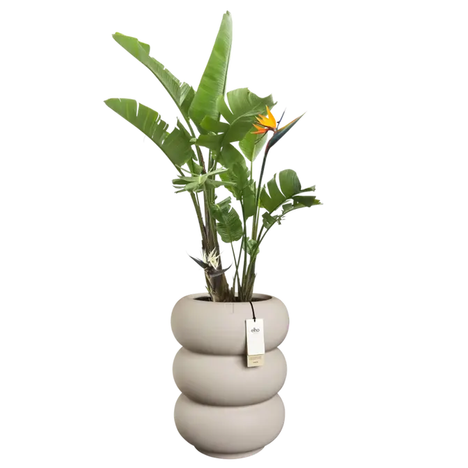 Pot pc amber roll d43h58cm b.beige sfeer, Elho, tuincentrumoutlet