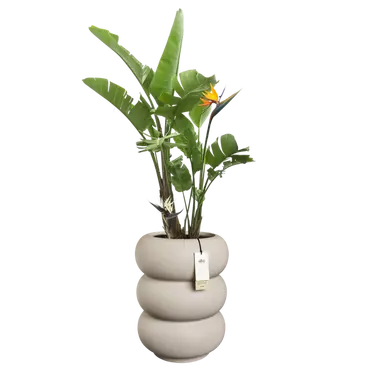 Pot pc amber roll d43h58cm b.beige sfeer, Elho, tuincentrumoutlet