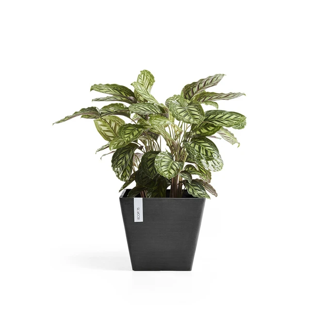 Pot rotterdam dnkrgrijs l50b50cm met plant, Ecopots, tuincentrumoutlet.com