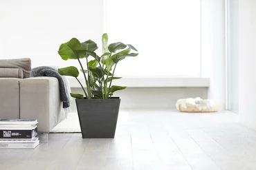 Pot rotterdam dnkrgrijs l50b50cm sfeerfoto, Ecopots, tuincentrumoutlet.com