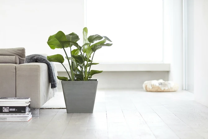 Pot rotterdam l50b50h46cm grijs sfeerfoto, Ecopots, tuincentrumoutlet.com