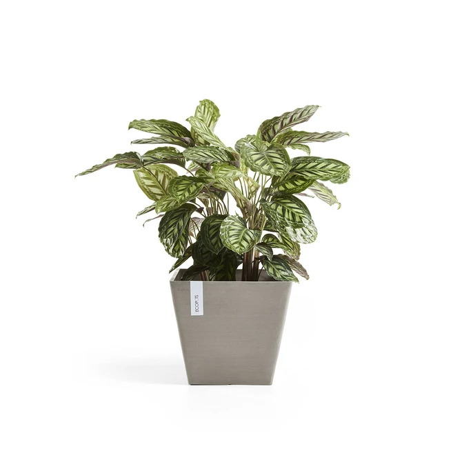 Pot rotterdam taupe l50b50h46cm met plant, Ecopots, tuincentrumoutlet.com