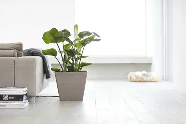 Pot rotterdam taupe l50b50h46cm sfeerfoto, Ecopots, tuincentrumoutlet.com