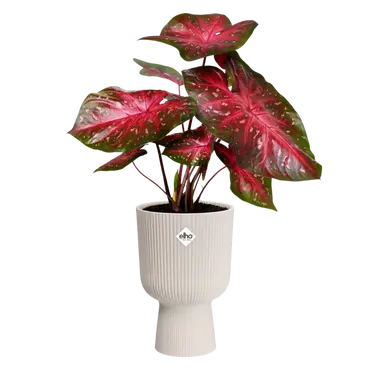 Pot vibes fold coupe d14cm l.wit met plant, Elho, tuincentrumoutlet.com