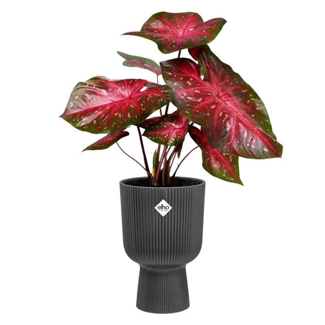 Pot vibes fold coupe d30cm antract sfeer, Elho, tuincentrumoutlet.com