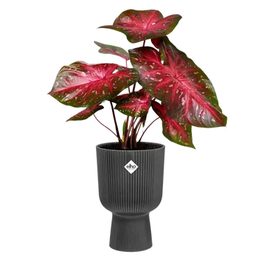 Pot vibes fold coupe d30cm antract sfeer, Elho, tuincentrumoutlet.com