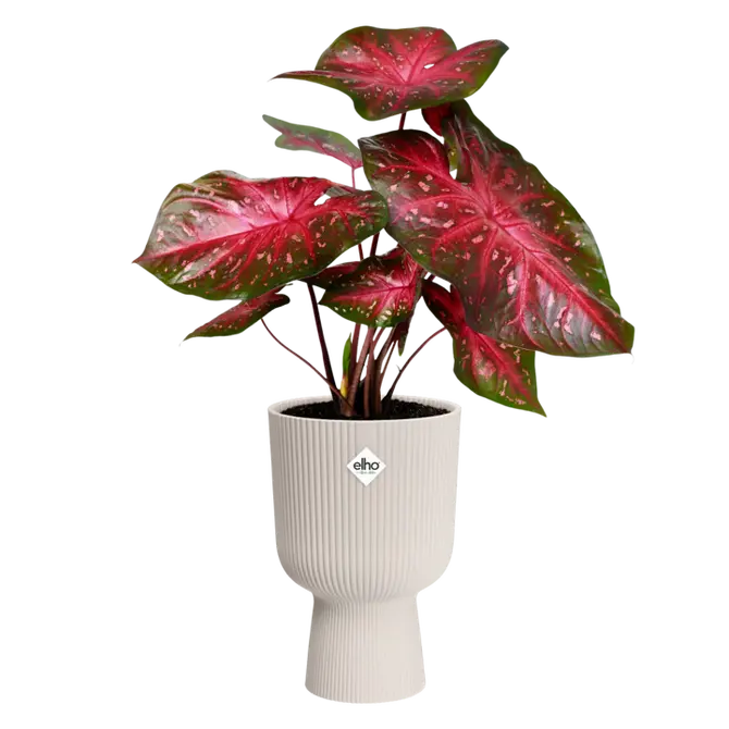 Pot vibes fold coupe d30cm linnenwt met plant, Elho, tuincentrumoutlet.com