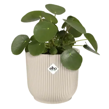 Pot vibes fold d22cm linnen wit met plant, Elho, tuincentrumoutlet.com