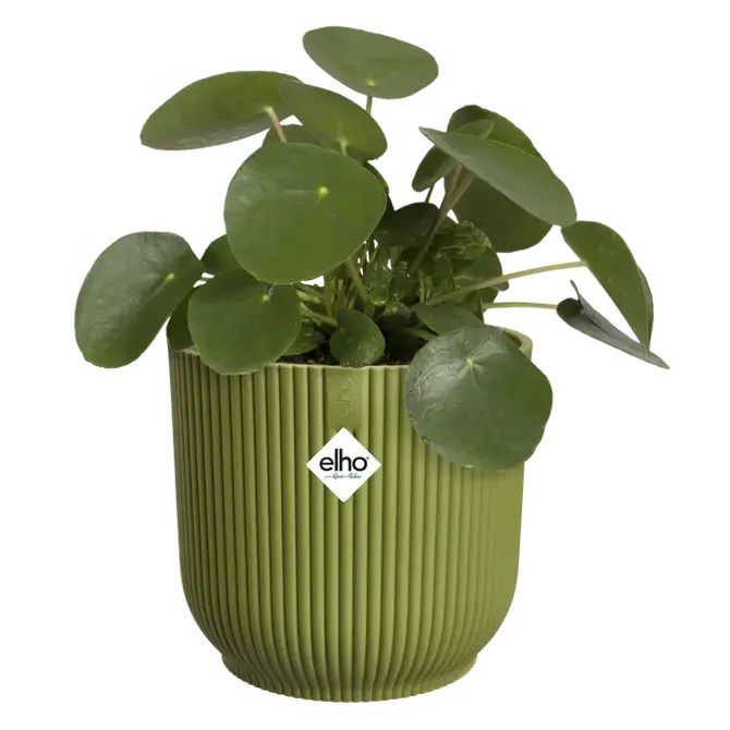 Pot vibes fold d22cm varengroen met plant, Elho, tuincentrumoutlet.com