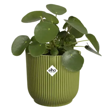 Pot vibes fold d22cm varengroen met plant, Elho, tuincentrumoutlet.com