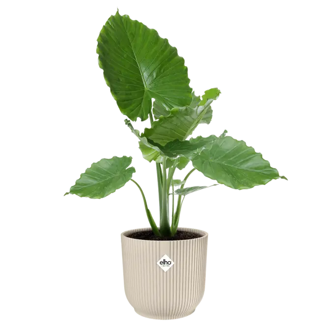 Pot vibes fold d30cm linnen wit met plant, Elho, tuincentrumoutlet.com