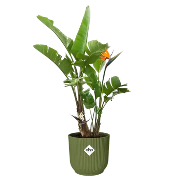 Pot vibes fold d30cm varengroen - afbeelding 3