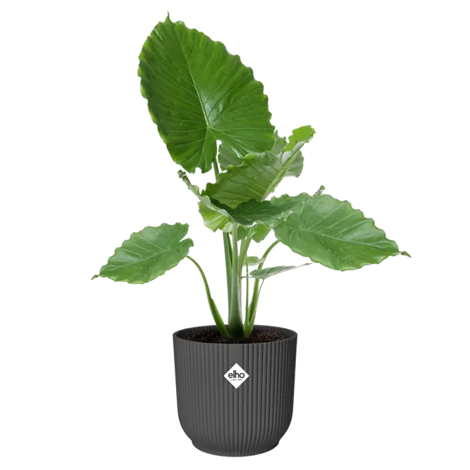 Pot vibes fold d40cm antraciet sfeer, Elho, tuincentrumoutlet.com