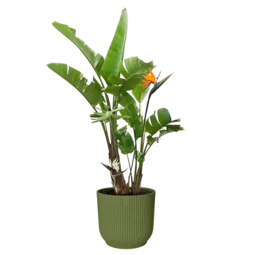 Pot vibes fold d40cm varengroen - afbeelding 4