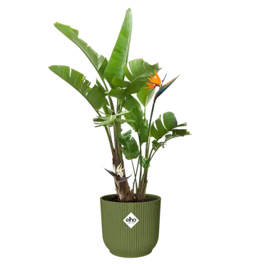 Pot vibes fold d40cm varengroen sfeer, Elho, tuincentrumoutlet.com