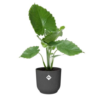 Pot vibes fold d47cm antraciet - afbeelding 3