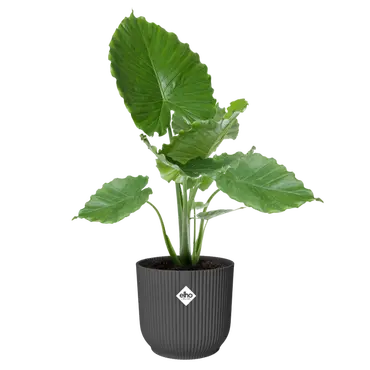 Pot vibes fold d47cm antraciet sfeer, Elho, tuincentrumoutlet.com