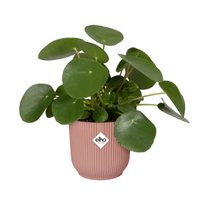 Pot vibes fold d47cm delicaat roze - afbeelding 3