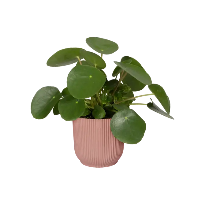 Pot vibes fold d47cm delicaat roze - afbeelding 4