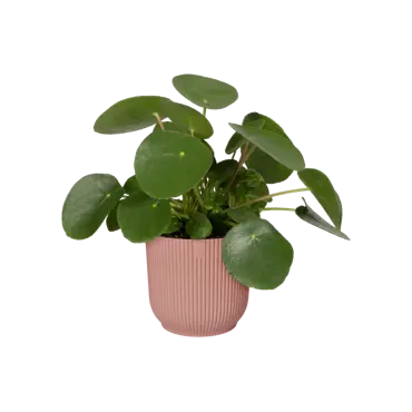 Pot vibes fold d47cm delicaat roze - afbeelding 4