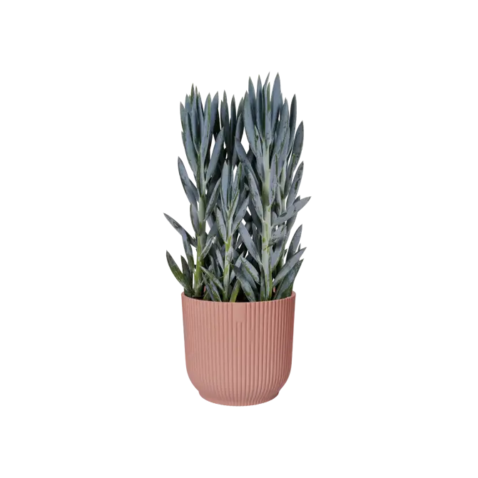 Pot vibes fold d47cm delicaat roze - afbeelding 6