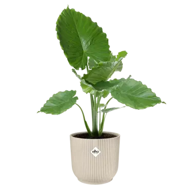 Pot vibes fold d47cm linnen wit - afbeelding 3