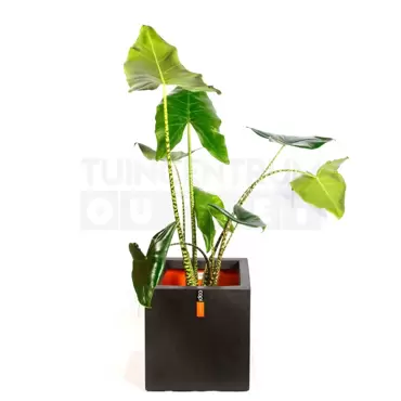 Pot vierkant III Smooth NL 40 zwart + Alocasia Zebrina ± 110cm