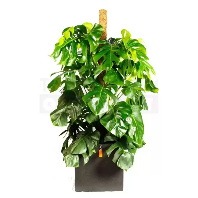 Pot vierkant III Smooth NL 40 zwart + Monstera + mosstok ± 165 cml