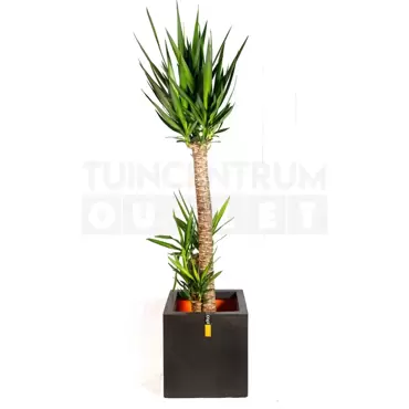 Pot vierkant III Smooth NL 40 zwart + Yucca ± 140cm