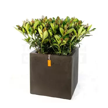 Pot vierkant III Smooth NL 40x40x40 zwart + skimmia - afbeelding 1