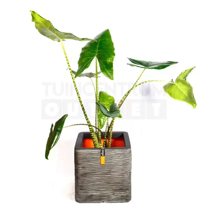 Pot vierkant Rib NL 40 antraciet + Alocasia Zebrina ± 110cm