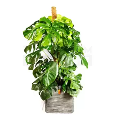 Pot vierkant Rib NL 40 antraciet + Monstera met mosstok ± 165 cm