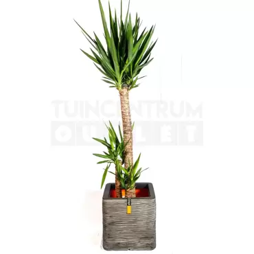 Pot vierkant Rib NL 40 antraciet + Yucca ± 140 cm