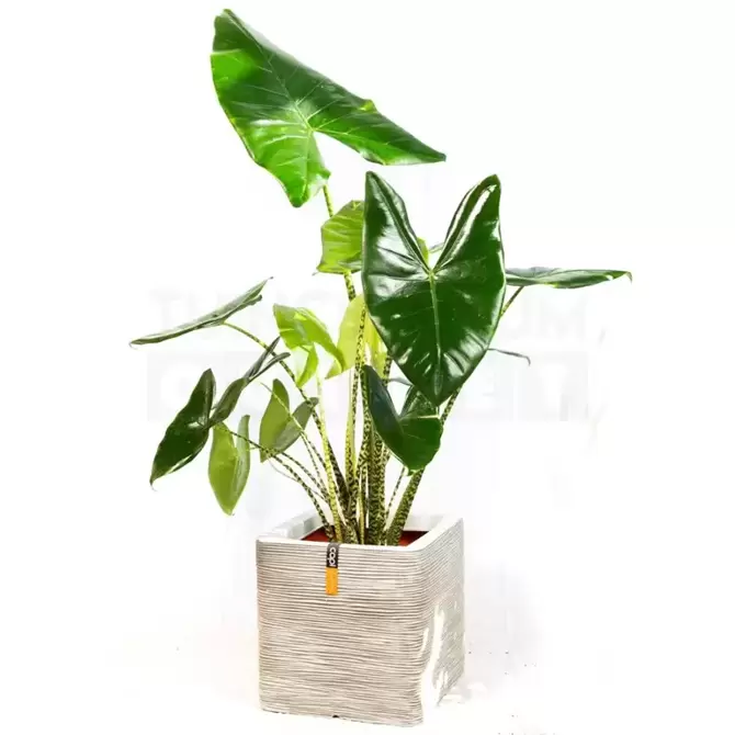 Pot vierkant Rib NL 40 ivoor + Alocasia Zebrina ± 110 cm - afbeelding 1